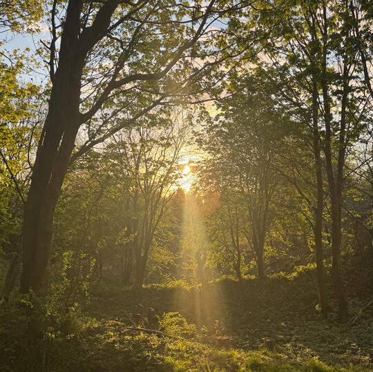 Sun1